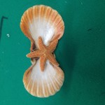 Shells